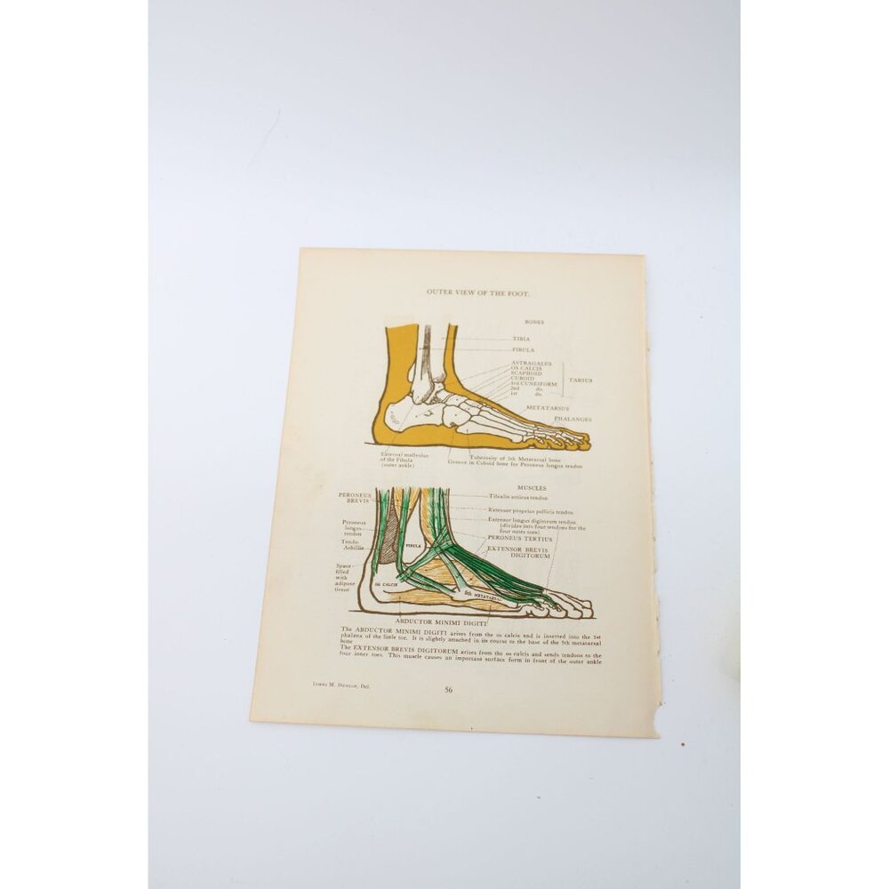 1946 Anatomical Diagram Art Students Feet Legs Vintage 94085